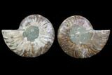 Cut & Polished Ammonite Fossil - Agatized #78402-1